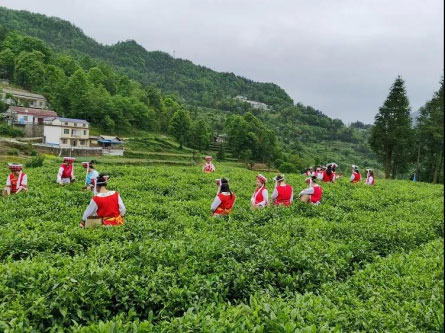 qĩKжԴɣֲ ƷWُϵлӈAMչ